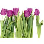 Wielokolorowe Obrazy z motywem tulipanów 