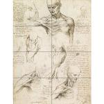 Artery8 Leonardo Da Vinci powierzchowna anatomia r