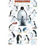 Plakaty edukacyjne z motywem pingwinów z płyty MDF marki Empireposter 