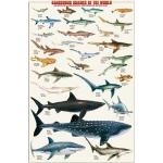 Wielokolorowe Plakaty edukacyjne z motywem rekinów marki Empireposter 