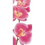 Wielokolorowe Fototapety z motywem orchidei 