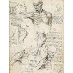 Leonardo Da Vinci powierzchowna anatomia ramion i