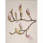 Wielokolorowe Obrazy z motywem magnolii 